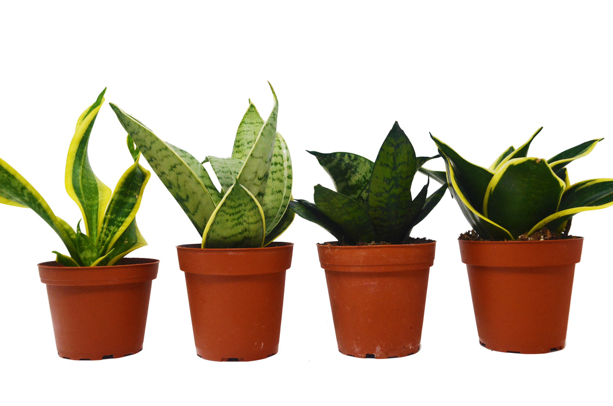 4 Different Snake Plants in 4" Pots C67423