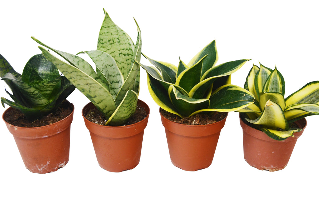 4 Different Snake Plants in 4" Pots C67423