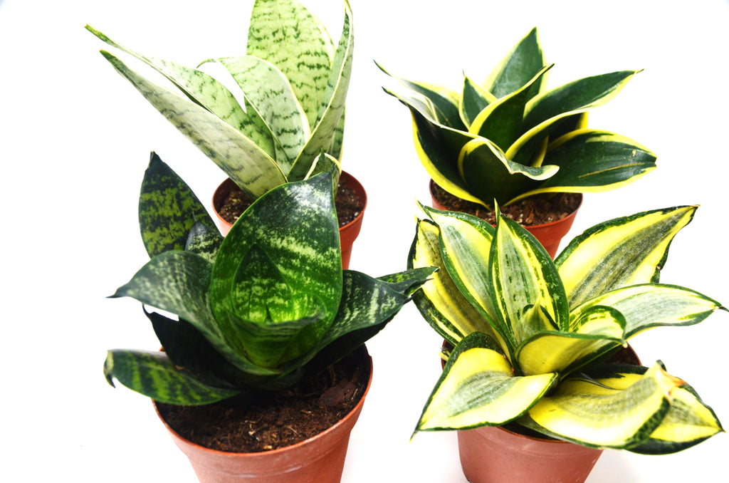 4 Different Snake Plants in 4" Pots C67423