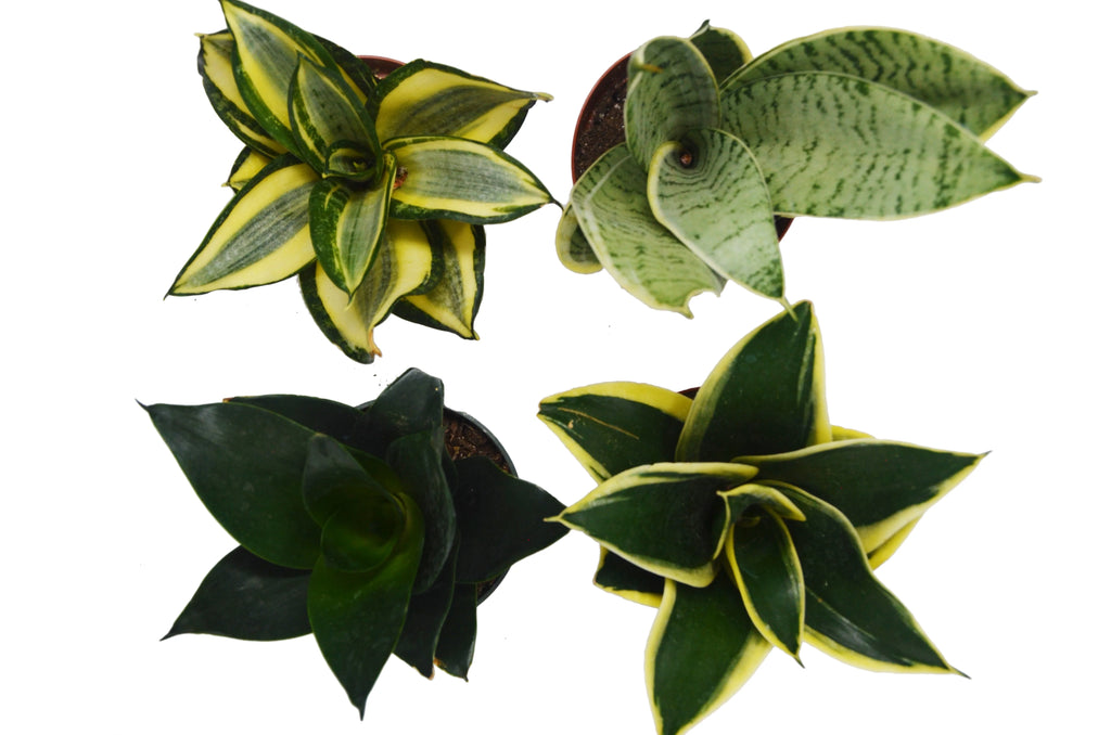 4 Different Snake Plants in 4" Pots C67423